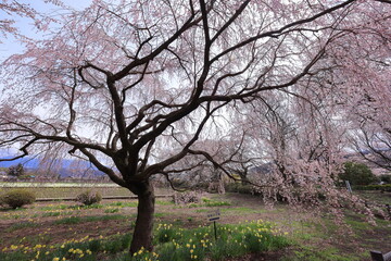  Cherry trees near Otsuyama Jisso Temple at Mukawacho Yamataka, Hokuto, Yamanashi, Japan