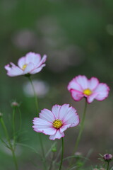 Fototapeta premium 秋風に揺れて咲く