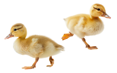 Portrait Cute fluffy of little ducks walking isolated on background, animal for farming set.