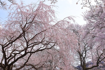  Cherry trees near Otsuyama Jisso Temple at Mukawacho Yamataka, Hokuto, Yamanashi, Japan