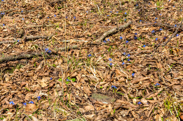 blue flowers of alpine squill (Scilla Bifolia) on the forest meadow in Caucasus mountains (Dmanisi municipality, Kvemo Kartli region, Georgia)