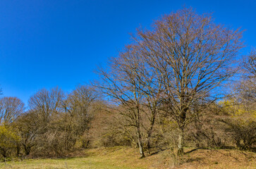 Fototapeta premium spring forest in Caucasus mountains near Saparlo village (Dmanisi municipality, Kvemo Kartli region, Georgia)
