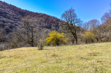 Obraz premium spring forest meadow in Caucasus mountains near Saparlo village (Dmanisi municipality, Kvemo Kartli region, Georgia)
