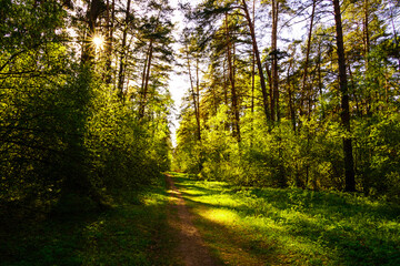 Sunbeams streaming through the pine trees and illuminating the young green foliage on the bushes in the pine forest in spring.