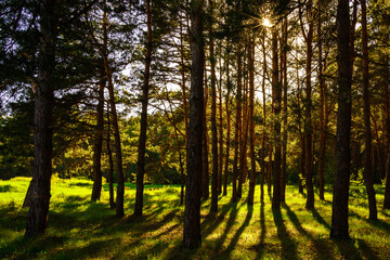 Sunbeams streaming through the pine trees and illuminating the young green foliage on the bushes in...
