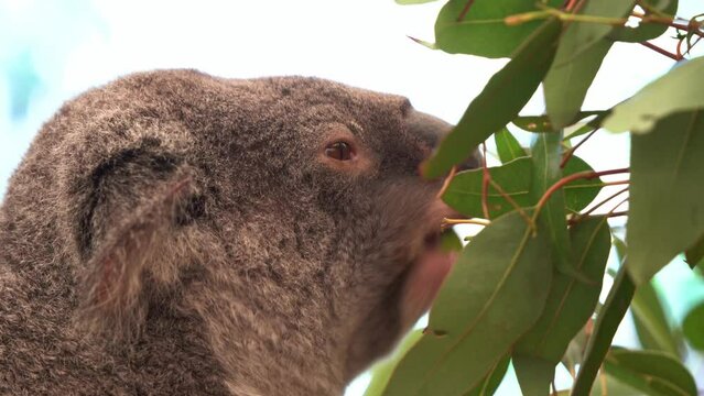 Profile close up shot of an active foraging koala, phascolarctos cinereus munching on the eucalyptus leaves.