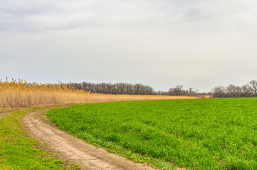 dirt road on wheat field in early spring (Kropotkin, Krasnodar krai, Russia)