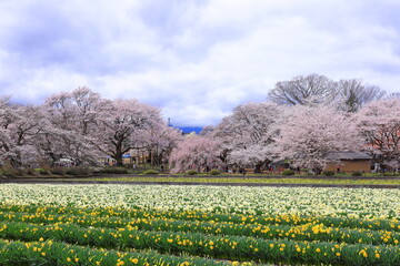  Cherry trees near Otsuyama Jisso Temple at Mukawacho Yamataka, Hokuto, Yamanashi, Japan