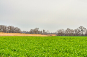 wheat crops on farm field in early spring (Kropotkin, Krasnodar krai, Russia)