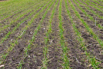 wheat crops on farm field in early spring (Rostov region, Russia)