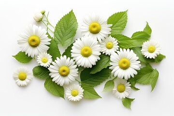 Chamomile flower mint leaves composition isolated on white