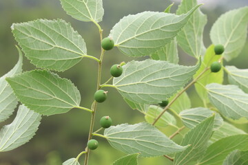 Fresh berries of the European nettle tree, Mediterranean hackberry, lote tree (Celtis australis)