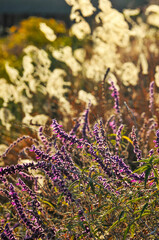 Pink Muhly Grass and small flowers, Closeup