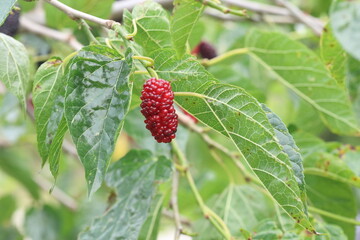 Morus rubra, commonly known as the red mulberry, is a species of mulberry native to eastern and...