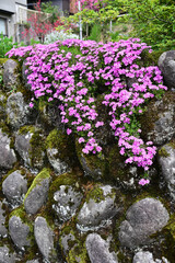 The flower language of Moss Phlox is 