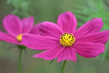 Obraz premium 秋風に揺れて咲く