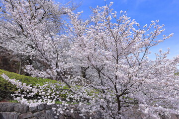  Maizuru Castle Park with cherry blossoms at Marunouchi, Kofu, Yamanashi, Japan