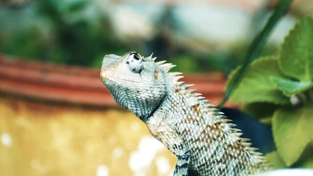 Oriental Garden Lizard Eastern Garden Lizard Changeable Lizard Indian