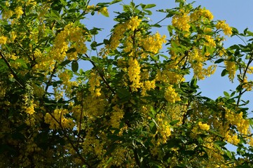 キバナフジ（黄花藤）キングサリ（金鎖）