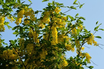 キバナフジ（黄花藤）キングサリ（金鎖）