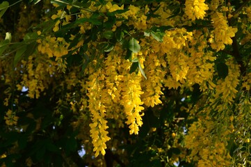 キバナフジ（黄花藤）キングサリ（金鎖）