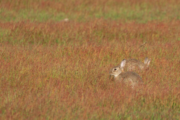 Rabbit in red field