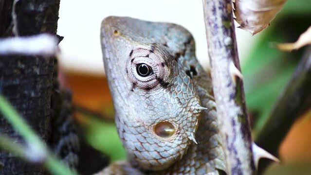 Oriental Garden Lizard Eastern Garden Lizard Changeable Lizard Indian