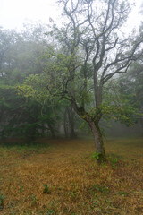 Wet and partially dry tree after rain in a clearing at the edge of the forest