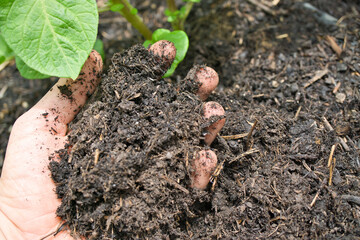 Kompost - Gartenarbeit 