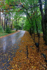 Wet asphalt road strewn with orange leaves after rain