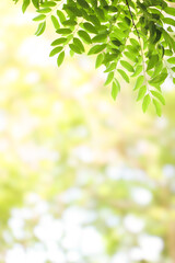 Blurred green leaves nature background.