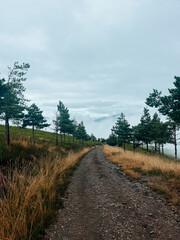 arboles bajo la montaña