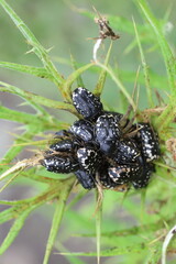 Mediterranean Spotted Chafer (Oxythyrea funesta), a phytophagous beetle species belonging to the family Cetoniidae