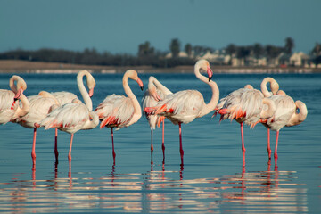 Wild african birds. Group birds of Greater  african flamingos  walking around the blue lagoon on a sunny day