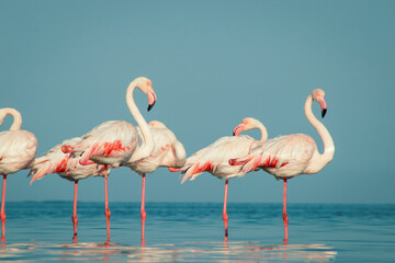 Wild african birds. Group birds of Greater  african flamingos  walking around the blue lagoon on a sunny day