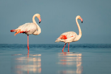 Wild african birds. Group birds of Greater  african flamingos  walking around the blue lagoon on a sunny day