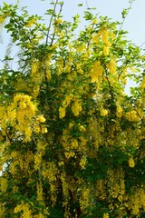 Fototapeta premium ゴールデンチェーン（金鎖）（黄花藤）