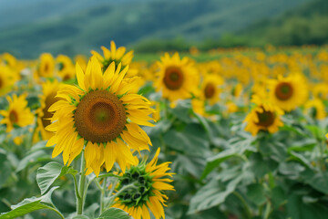 Obraz premium Stunning sunflower field with towering yellow blooms under blue skies