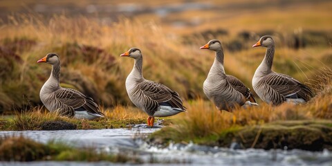 The Greylag goose is prevalent in Iceland's flat areas, nesting in watery habitats. - Powered by Adobe