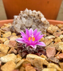 still life with flowers, Ariocarpus kotschoubeyanus in bloom