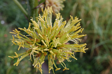 Close up image of blooming century plant aka agave americana flowers and bud with natural blur background, nature background, stock photo.