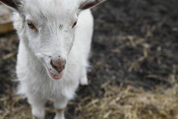 Fototapeta premium Portrait of a white goat outside on a farm