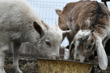 Portrait of a white goat outside on a farm