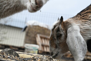 Obraz premium Portrait of a white goat outside on a farm