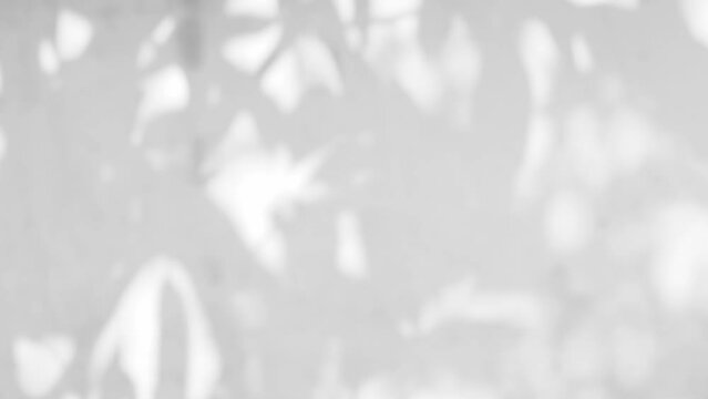 Shadow Background Wall Light White Beige Overlay Abstract Plant 4k Backdrop Mockup Minimal Summer Wallpaper, Blur Nature Spring Autumn Orange Video Vintage Light Branching floral,Card Holidays.