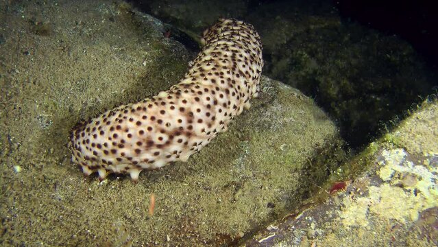 Light with dark spots Sea cucumber cotton-spinner (Holothuria sanctori) slowly crawls along the seabed, medium shot.
