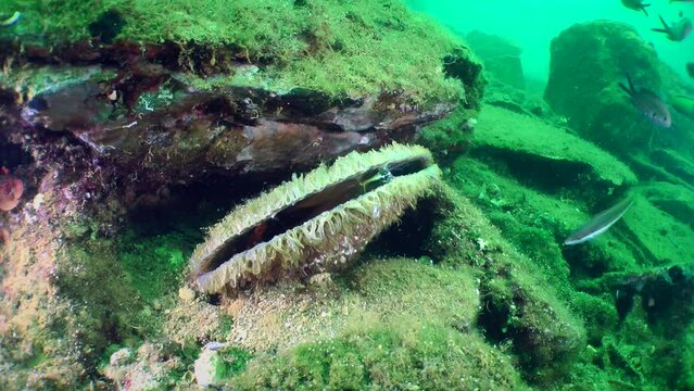 A large Noble pen shell (Pinna nobilis) among the coastal stones, the body of a mollusk is visible between the valves, fish swim around.