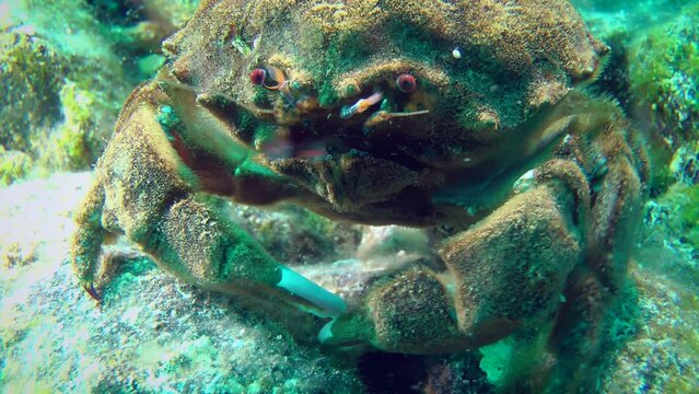 A large Sponge Crab (Dromia personata) walks towards the camera and leaves the frame, close-up.