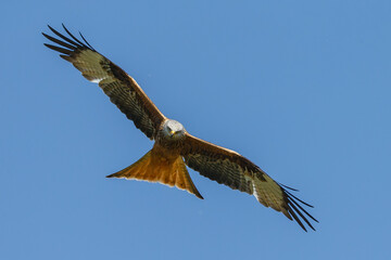 The red kite in flight against a clear blue sky