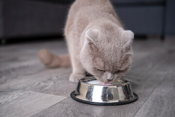 gray cat eats from a bowl